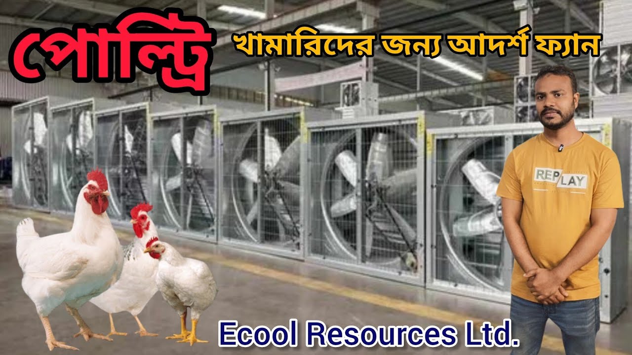 পোল্ট্রি খামারিদের জন্য আদর্শ ফ্যান ২০২৬। পোল্ট্রি খামারের অ্যামোনিয়া গ্যাস বাহির করুন নিমিষেই।