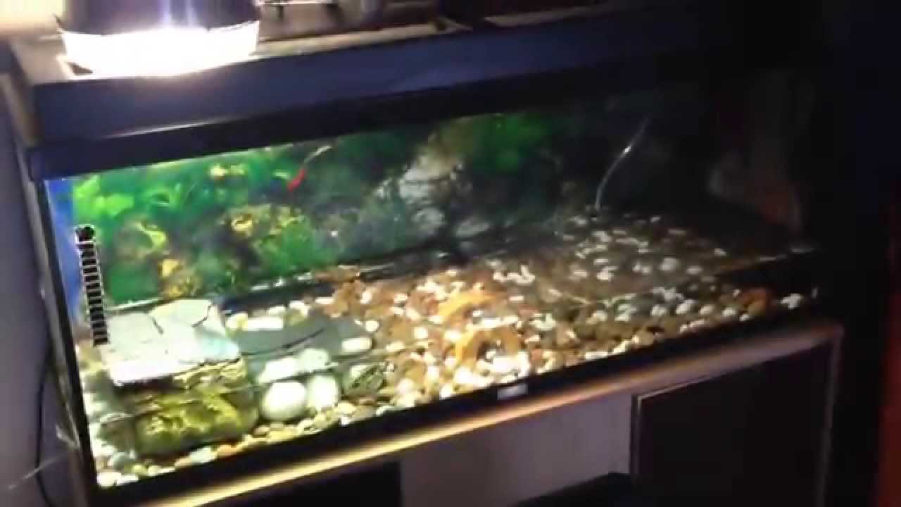 camera iphone 8 plus apk New Turtles 2015