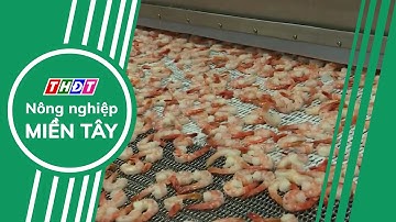 Xuất khẩu tôm có mức tăng trưởng cao nhất 3 năm qua | Nông nghiệp Miền Tây