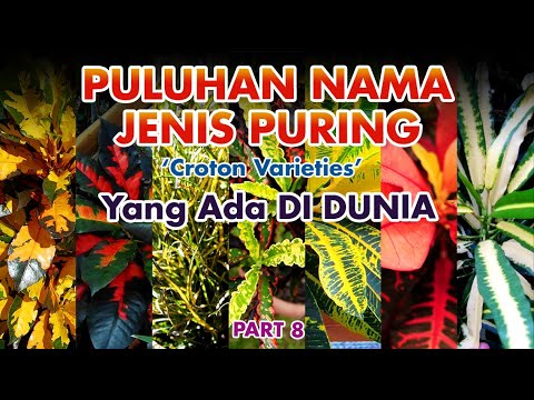 Video: Jenis Dan Jenis Codiaum (croton) (39 Foto): Nama Dan Perihalan Jenis Tanaman