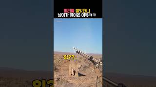 피리를 불었더니 냥이가 찾아온 이유 #동물