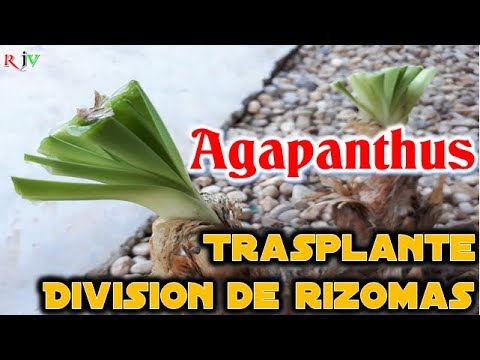 Video: ¿Puedo dividir Agapanthus? - Consejos para dividir y trasplantar Agapanthus