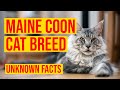 Maine Coon Cat Breed 10 Unknown Facts & Why You Should Own/ All Cats