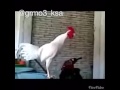 فاكر نفسه في توم وجيري اهم شي ضحكة الدجاجه