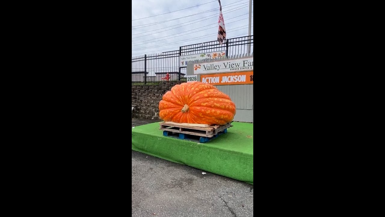 Giant pumpkin named ‘Action Jackson’ on display in Maryland Giant pumpkin named ‘Action Jackson’ on display in Maryland