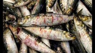 How to help stop the spread of a deadly fish virus.