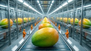 Celebrity Inside the Massive Mango Factory: Sorting & Ripening Process (4K Documentary) Wealth