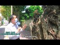 2022年5月9日《澳門講場特派員》 講咩樹─路環篇