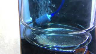 Angelfish eggs phase 2 wigglers - jar rearing system