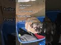 You Have Been Pugged рџђѕ Memes Pug Vibing Dog Funny Viral Fypг г љ Pugged Pets You Have Been Pugged рџђѕ Memes Pug Vibing Dog Funny Viral Fypг г љ Pugged Pets