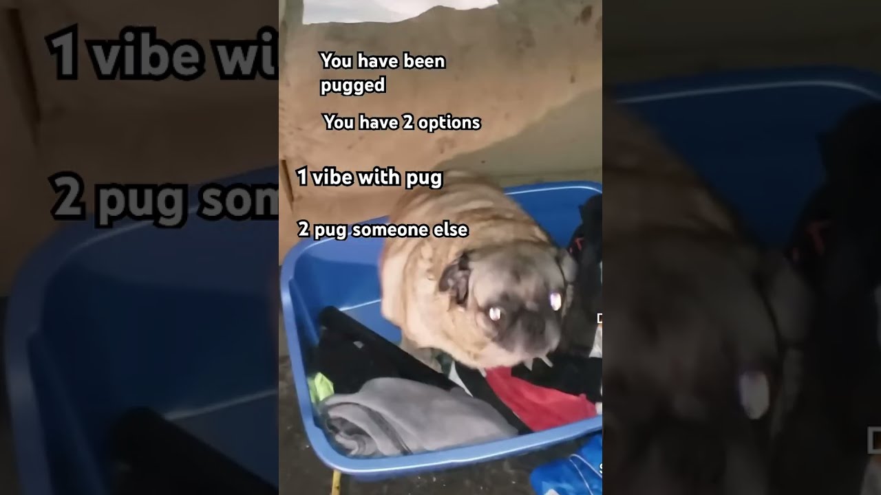 You Have Been Pugged Memes Pug Vibing Dog Funny Viral Fyp Pets