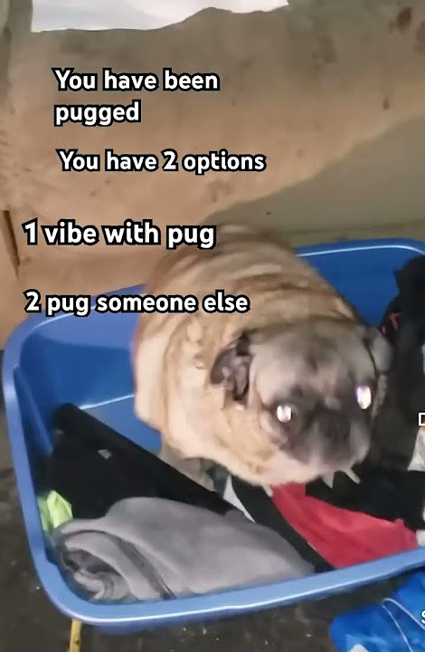 You have been pugged πΎ #memes #pug #vibing #dog #funny #viral #fypγ·γ #pugged #pets