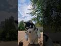 #аниматор #танцы #аниматорспб #праздник #рек #panda #dance #поздравление #свадьба #медведь