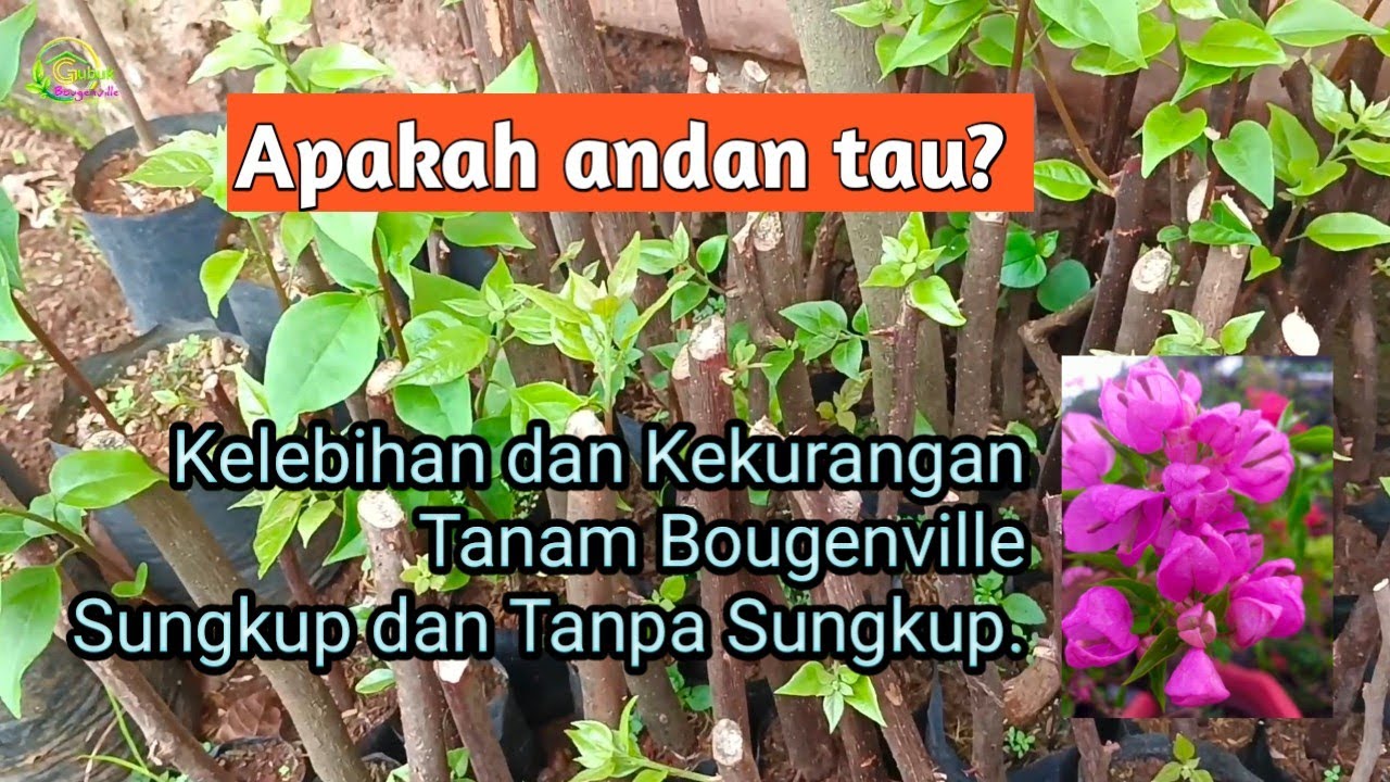 Tanam Stek Bougenville Tanpa Sungkup