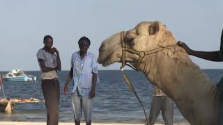 Kenya, IMPACT DU COVID-19 SUR LE TOURISME