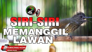 PANCINGAN & TERAPI BURUNG SIRI-SIRI FULL PATAH-PATAH BIKIN SIRI SIRI LAIN CEPAT GACOR