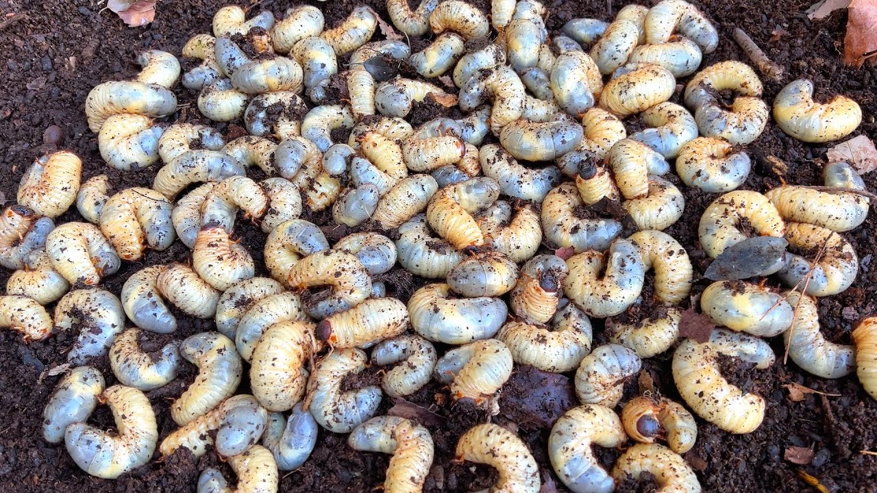 В лесу очень много личинок жуков. Попробуйте поискать так!