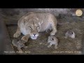 Львица Лола из Челябинска родила тройню. Lioness Lola from Chelyabinsk gave birth to triplets.