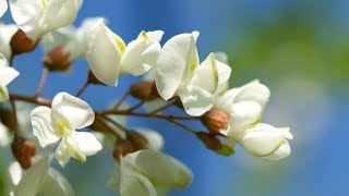 Цветы белой акации/ Полезные свойства соцветий