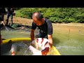 Huge Koi Fish | Jumbo Koi Carp Harvest