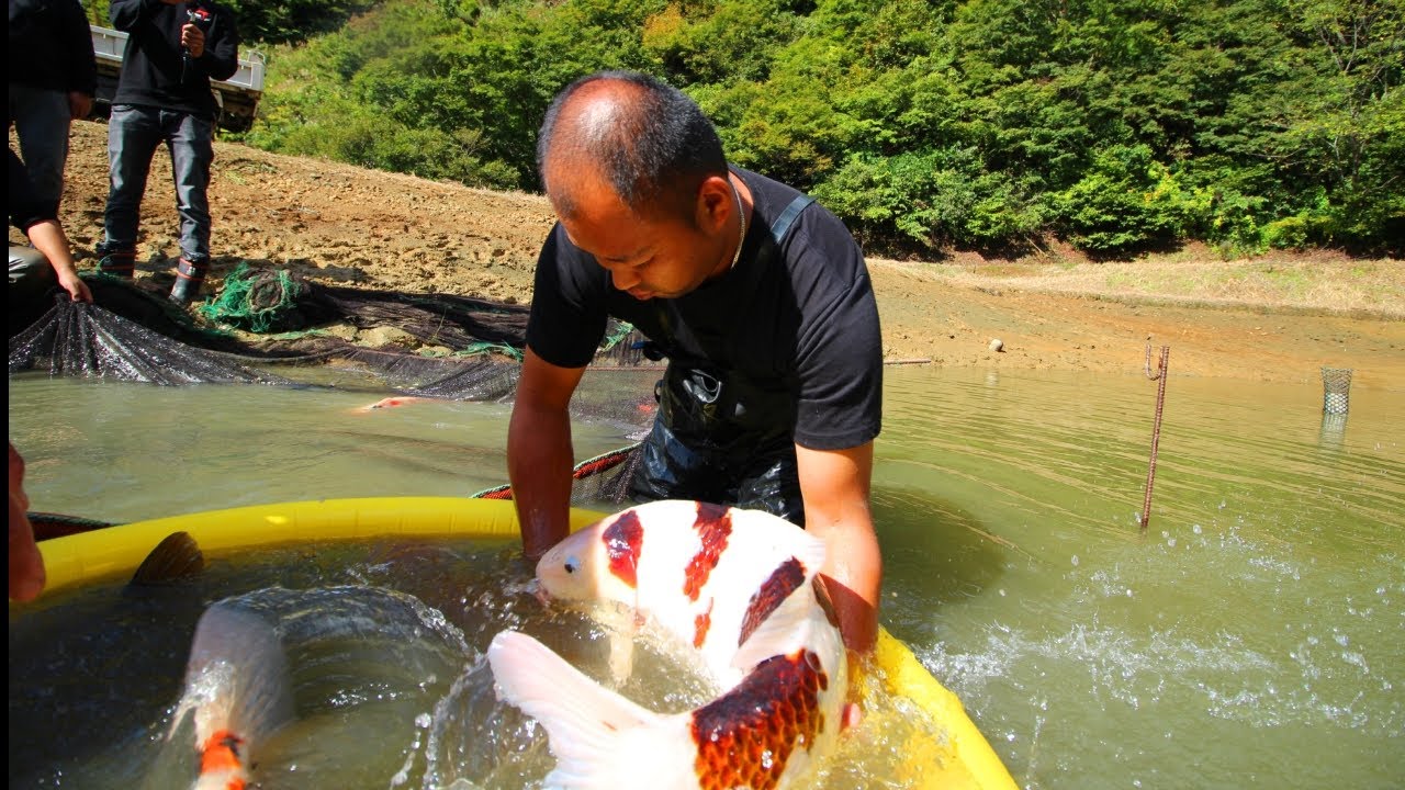 Huge Koi Fish | Jumbo Koi Carp Harvest - Youtube
