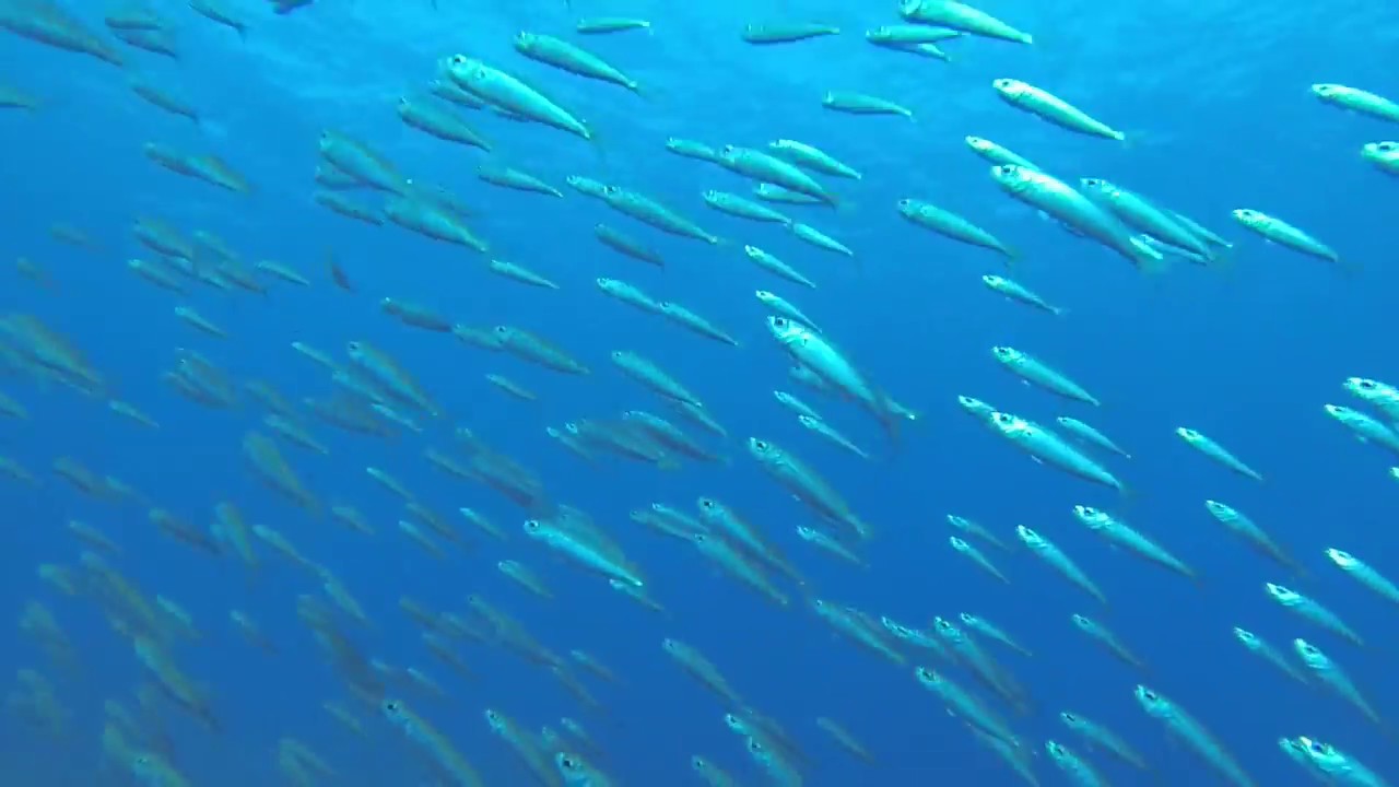 Swimming with Sardines in Gran Canaria camera iphone 8 plus apk