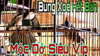 Mộc Bản Siêu Víp Bung Xòe Mãn Nhãn | Siêu Tố Chất Cầu Cánh Tít Lừ | Chào Mào Gốc Lạng Sơn#chaomao