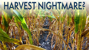 Will Iowa’s Corn Fall Before the Combines Roll? | Virtual Agronomist