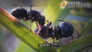 EBS 다큐프라임 - Docuprime_비밀의 왕국 2부- 위험한 동거_#001
