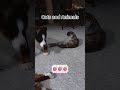 #funny #funnyanimal #viralvideo #pets