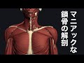 鎖骨の解剖学と動物の鎖骨の違いを豆知識的に解説してみた