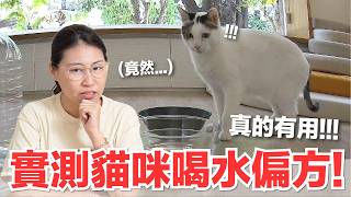 實測五種貓咪喝水偏方並兩輪驗收，軟水石意外勝出