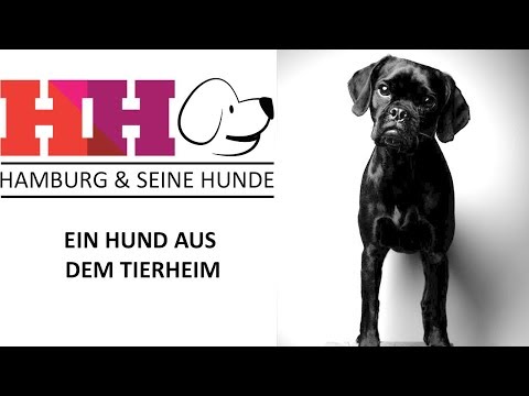 Video: Der Ultimative Leitfaden Zur Verantwortungsvollen Adoption Von Haustieren