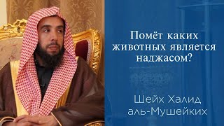 Помёт каких животных является наджасом? | Шейх Халид аль-Мушейких