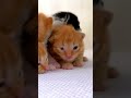 adorable kittens and lovely cats #learning #education #pets #cats #kittens
