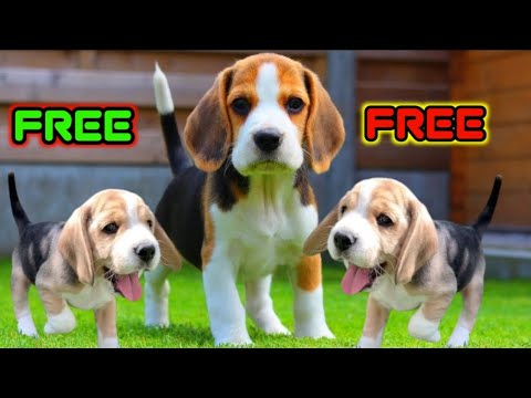 "Meet Our Beagle Puppies Ready for Adoption - Your New Best Friend ...