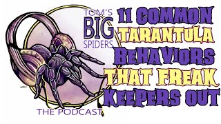Is This Normal? 11 Common Tarantula Behaviors That Freak Keepers Out (TBS Podcast)
