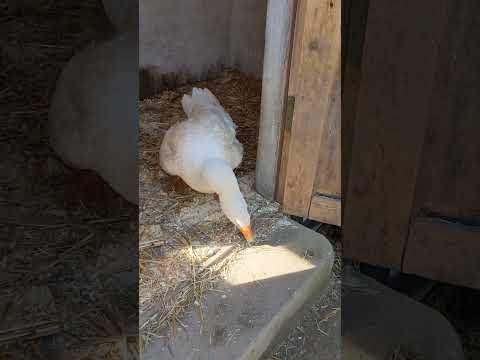 Хорошее настроение #winterbirds #goose #birds #animals #winter #funny