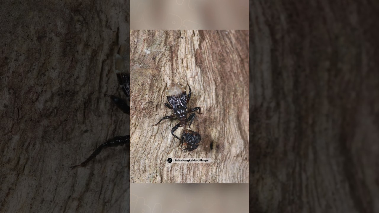 Original Title & Thumbnail
