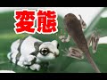 誰でも簡単に変態!! ツリーフロッグのおたまじゃくしの飼い方。ミルキーフロッグの失敗しない上陸方法保存版【ジュウジメドクアマガエル】【Phrynohyas resinifictrix】自由研究