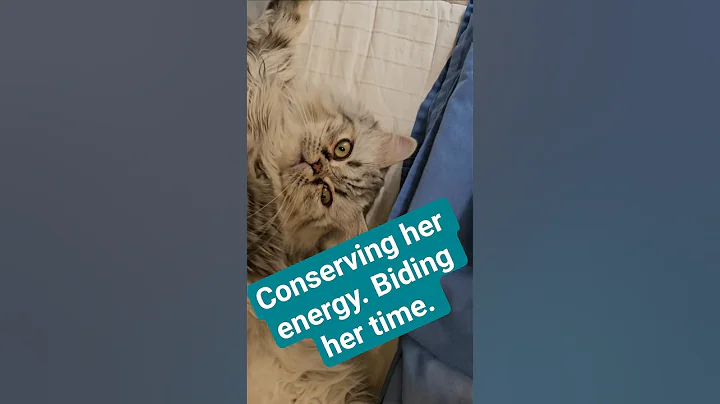 Watch the video about We all have our priorities... . #cat #catlover #funny #pets #cutecat #kitty #cute #shorts