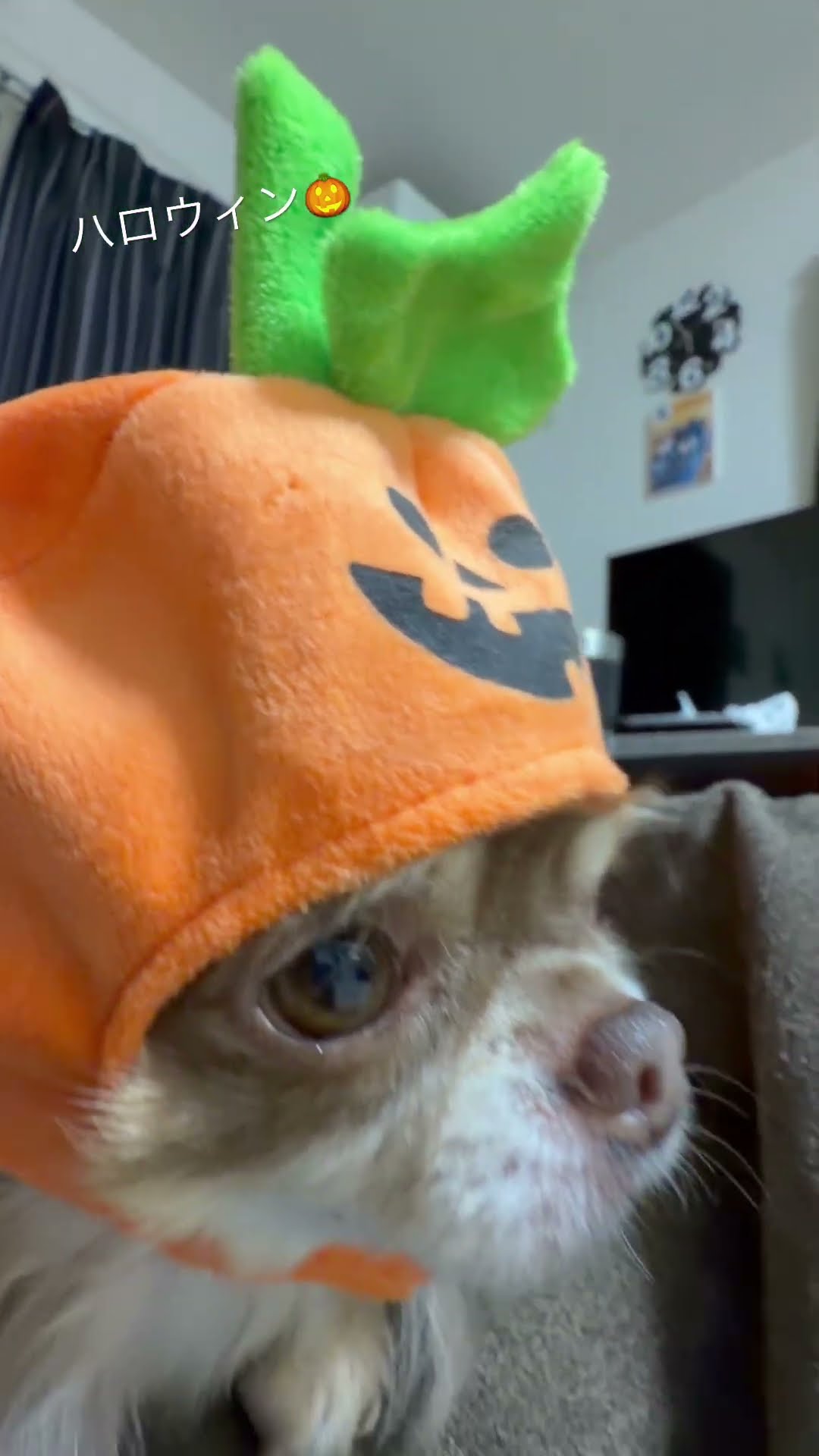 ハロウィン#ハロウィン #犬#コスプレ#チワワ多頭飼い #チワワ #チワワ