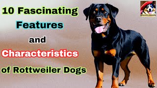 Rottweiler Dog - Fearless Guardian and Loving Companion | Everything You Need to Know! by Fantastic animals 129 views 9 months ago 5 minutes, 50 seconds
