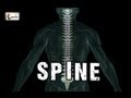 Spine or Vertebral column | Spine bones joints | Human Spine Anatomy 3D animation | Elearnin