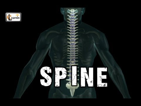spine-or-vertebral-column-|-spine-bones-joints-|-human-spine-anatomy-3d-animation-|-elearnin