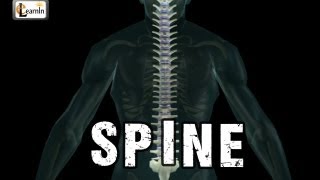 Spine or Vertebral column | Spine bones joints | Human Spine Anatomy 3D animation | Elearnin