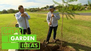 How to Grow and Care for Jacaranda Trees | GARDEN | Great Home Ideas