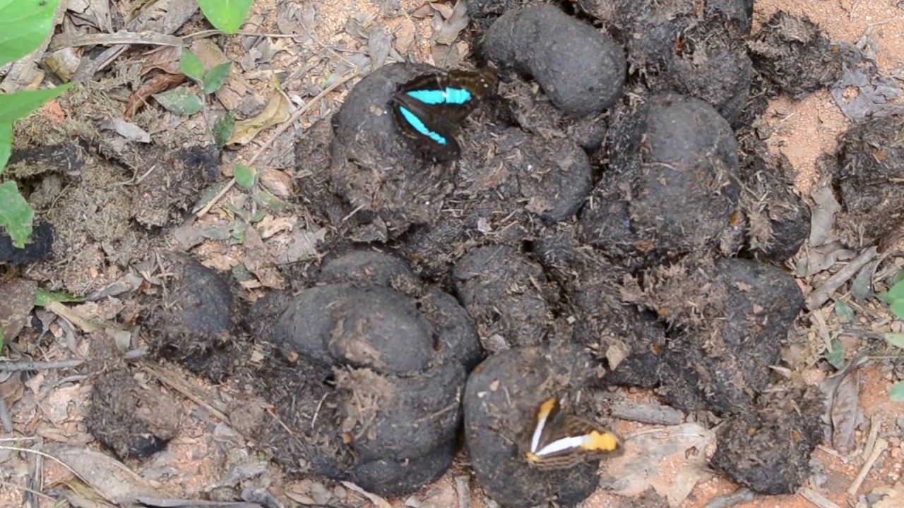 Toco: episódio lepidópteros