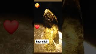 Kuasa ilahi