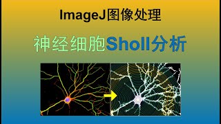 ImageJ中的Sholl analysis一次讲清